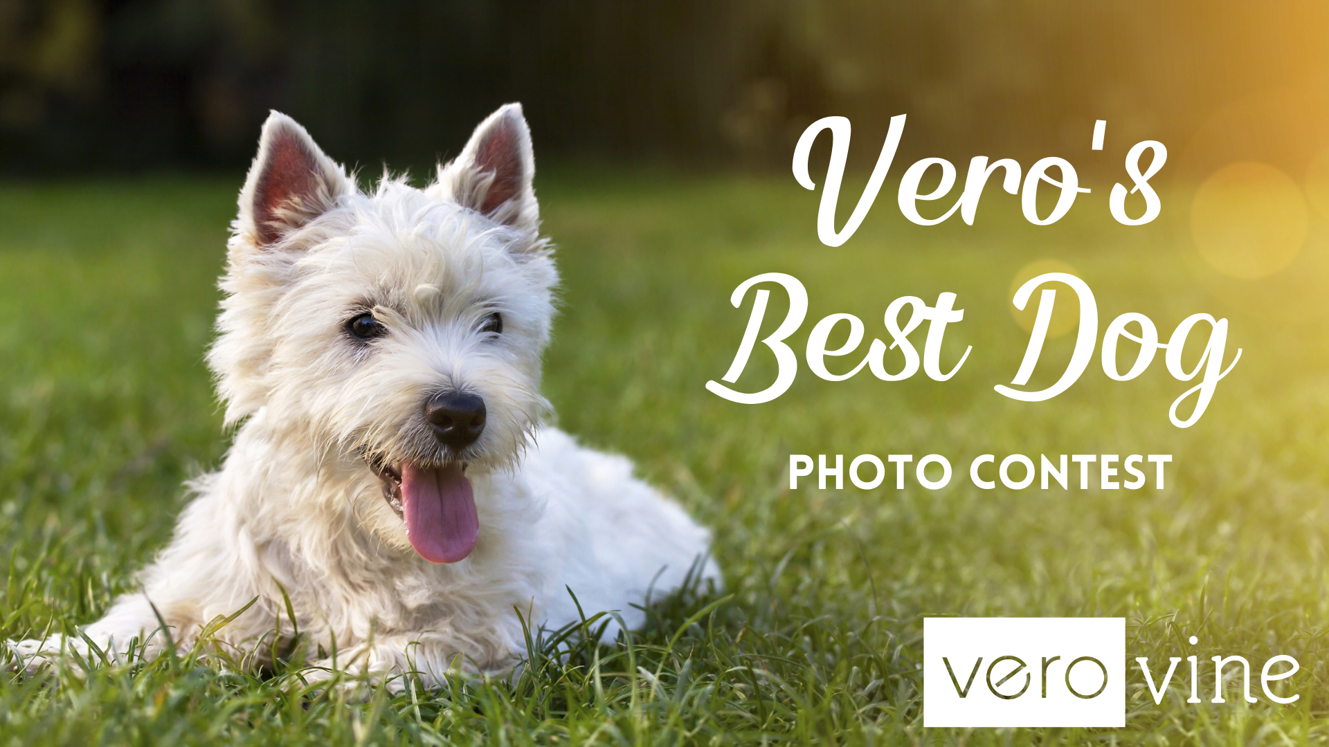 Vero's Best Dog Photo Contest 2021