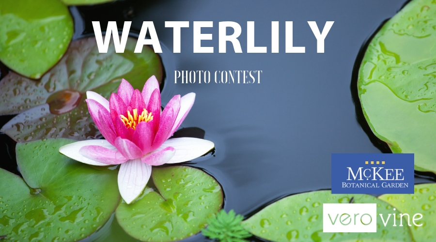2019 Waterlily Photo Contest